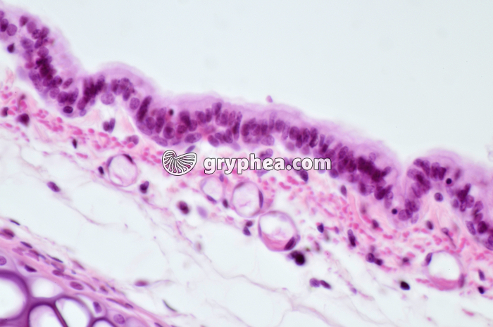 Trachée Rat x160 - gryphea.com